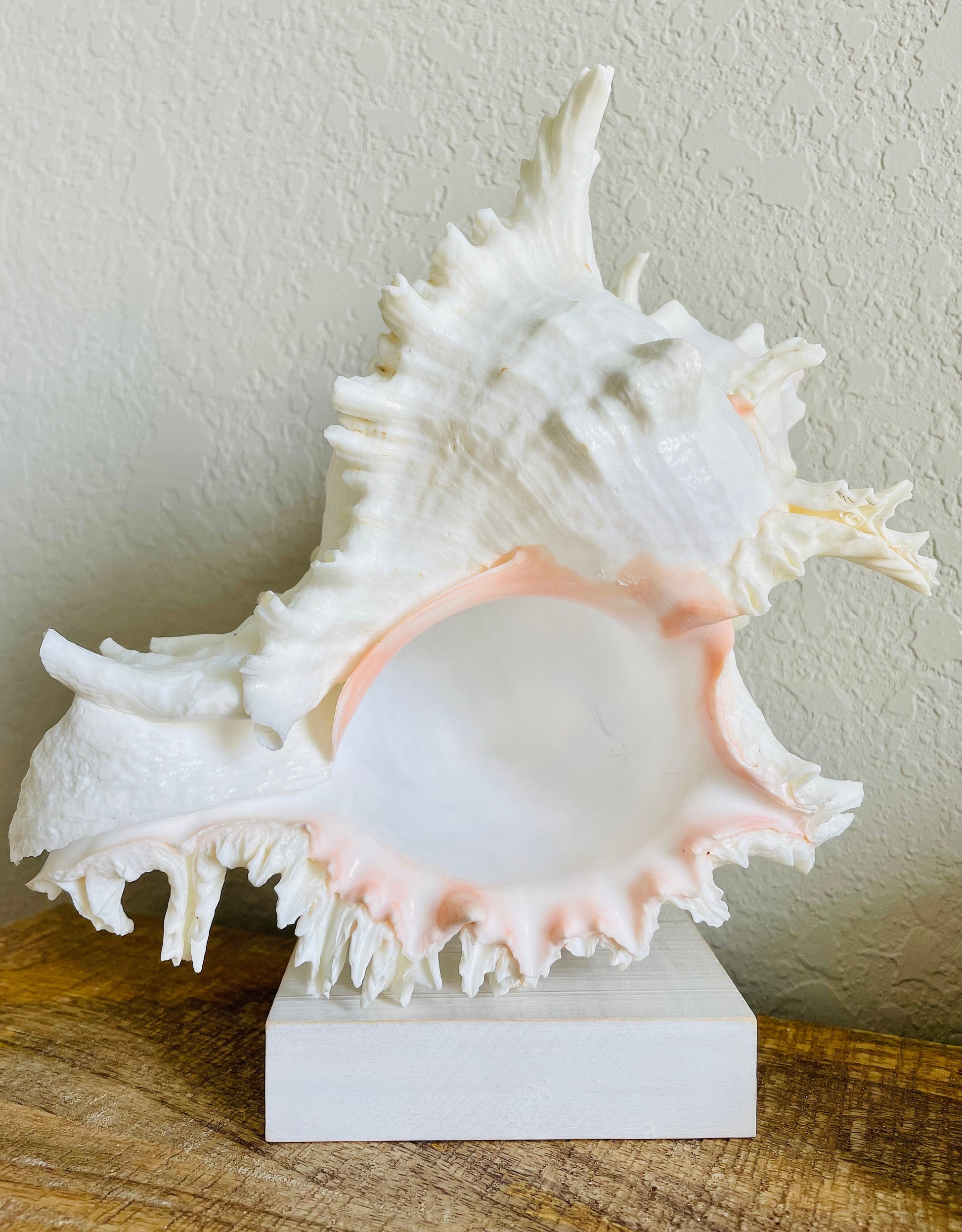 HUGE XL Murex Ramosus Shell 8-9" Real Natural Seashell Pink White Planter Beach Nautical Décor Table Display Spikey