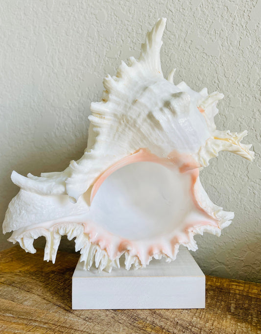 HUGE XL Murex Ramosus Shell 8-9" Real Natural Seashell Pink White Planter Beach Nautical Décor Table Display Spikey