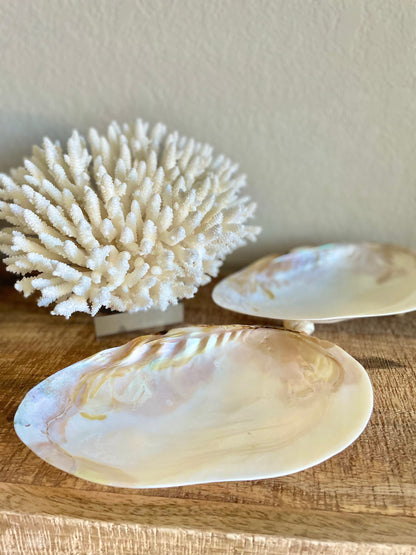 Mother of Pearl Footed Mussel Dish 7-8" Iridescent Seashell, Coastal Décor