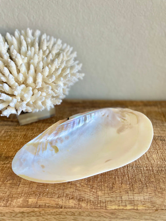 REAL Mother of Pearl 7-8" Irredescent Giant Mussel Decorative Bowl Seashell Footed Jewelry Dish Beach Table Coastal Décor Clam Gift