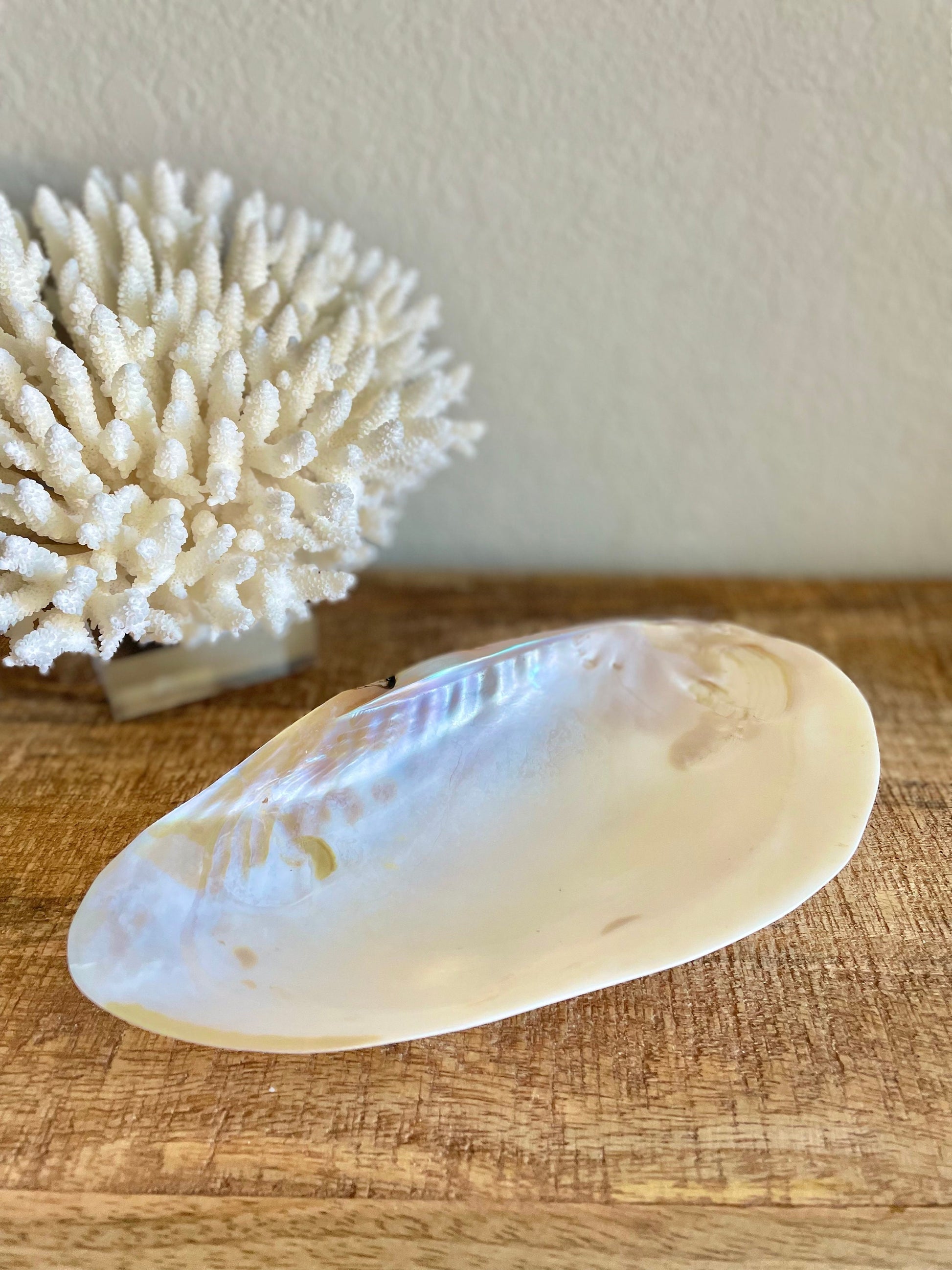 Mother of Pearl Footed Mussel Dish 7-8" Iridescent Seashell, Coastal Décor