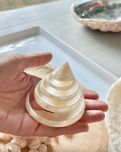 PEARLIZED SPIRAL TROCHUS Shell *All Sizes* Natural Pyramid Trochus Top Display Seashell Coastal Décor