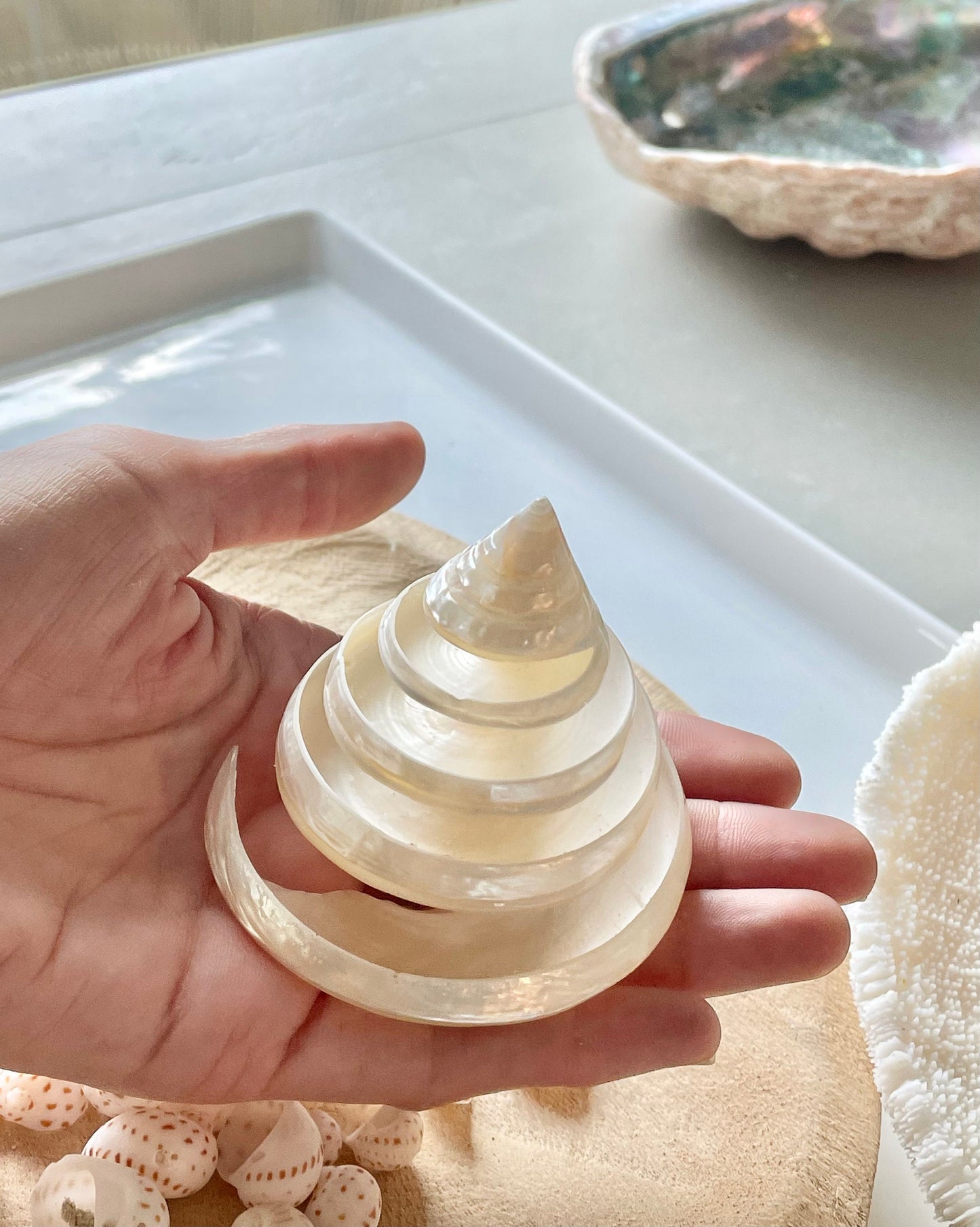 Pearled Spiral Cut Trochus Seashell: You Choose Size, Natural Shells Décor
