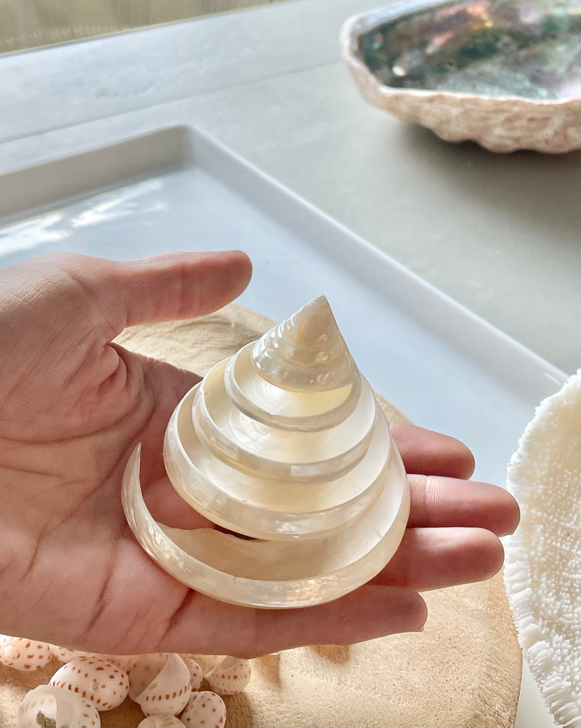 Pearled Spiral Cut Trochus Seashell: You Choose Size, Natural Shells Décor