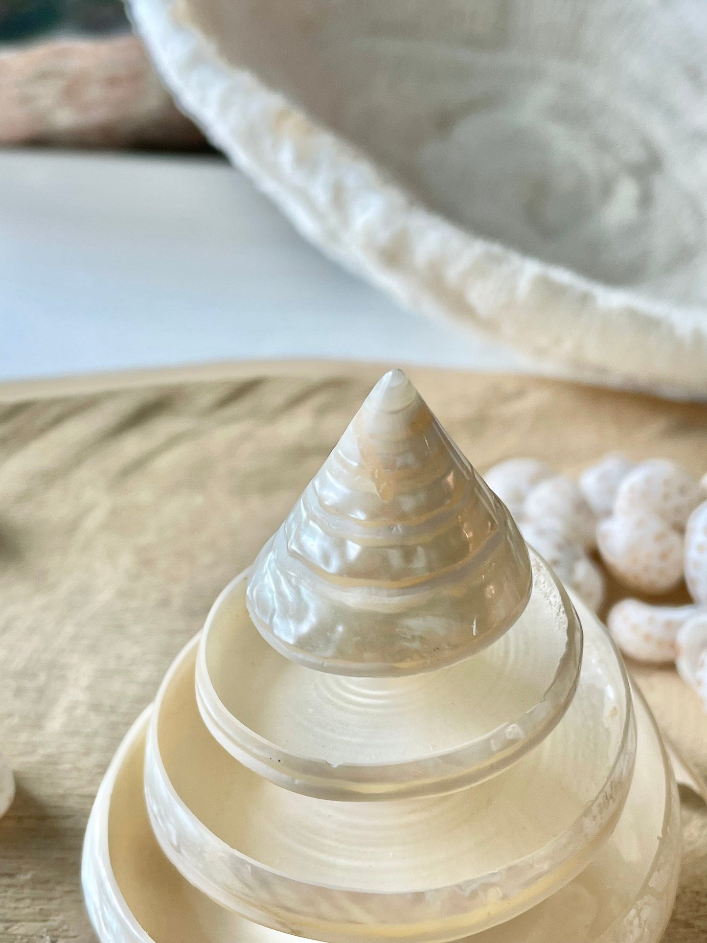 PEARLIZED SPIRAL TROCHUS Shell *All Sizes* Natural Pyramid Trochus Top Display Seashell Coastal Décor