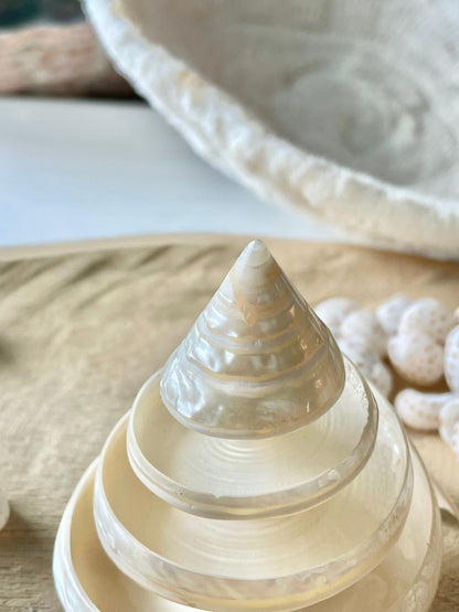 PEARLIZED SPIRAL TROCHUS Shell *All Sizes* Natural Pyramid Trochus Top Display Seashell Coastal Décor