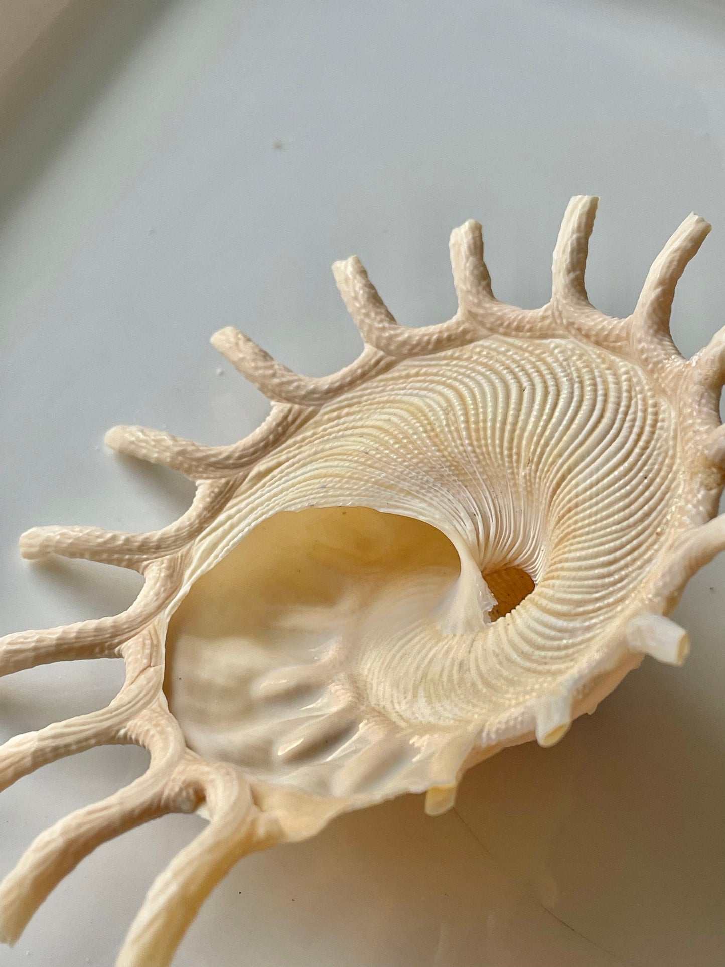 Rare Sun Carrier Stellaria Solarius Display Shell Up to 3-5"! Seashell Collectors Home Beach Nautical Coastal Décor Yellow Beige