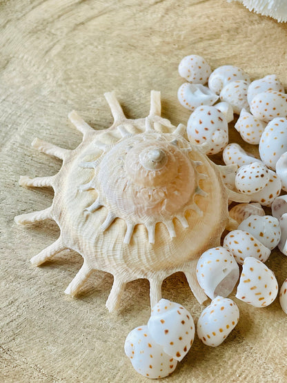 Rare Sun Carrier Stellaria Solarius Display Shell Up to 3-5"! Seashell Collectors Home Beach Nautical Coastal Décor Yellow Beige