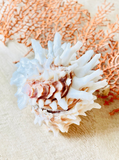 White Jewel Box Shells, 2.5-3.5" Paired Seashells, Spiny Clam Lazarius