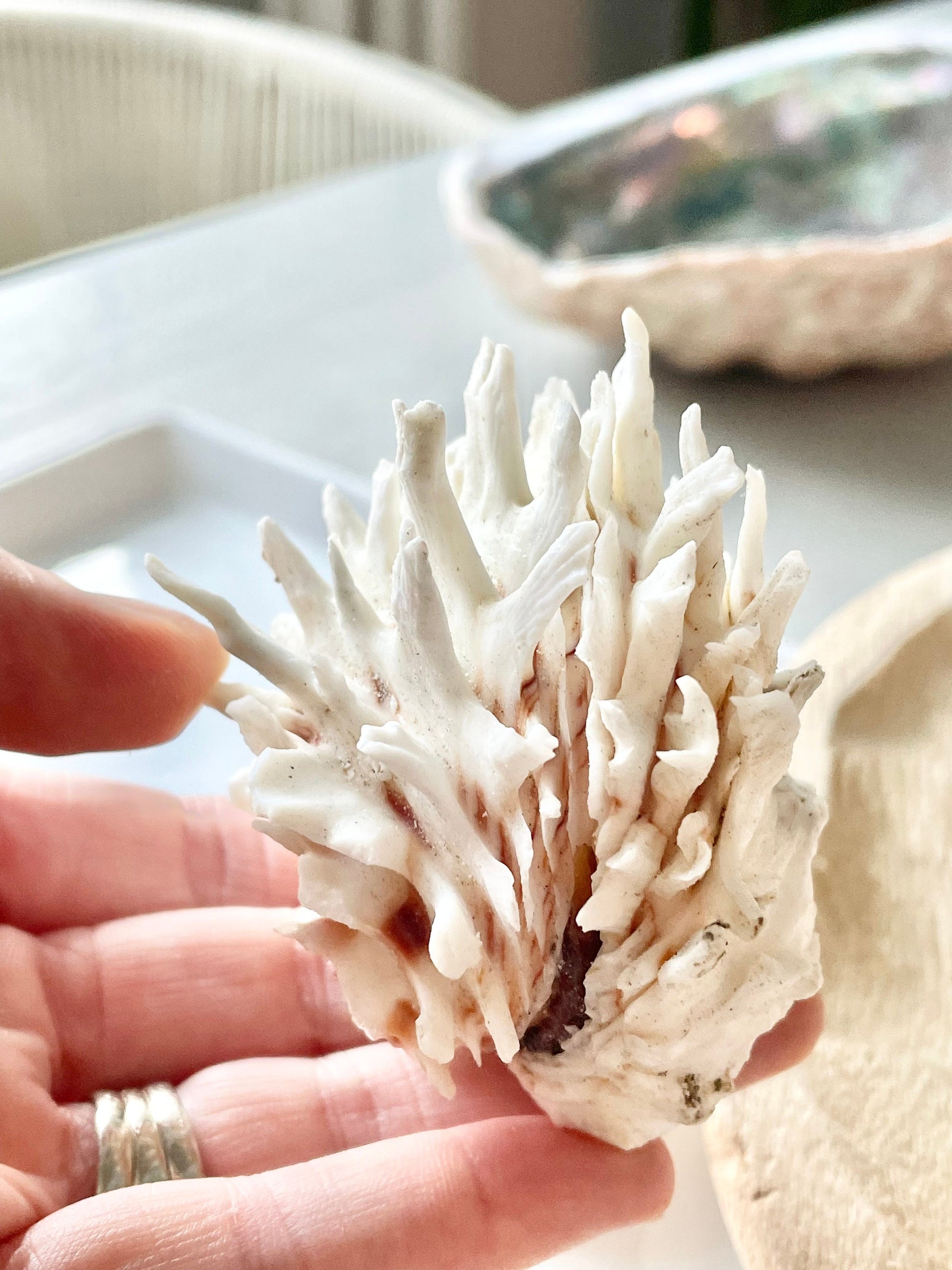 White Jewel Box Shells, 2.5-3.5" Paired Seashells, Spiny Clam Lazarius