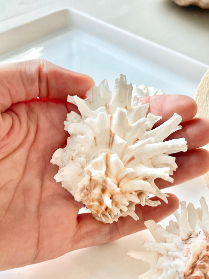 WHITE JEWEL BOX Shells *All Sizes* Glued Shut Paired Display Craft Seashells Spiny Clam Lazarius