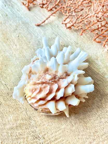 WHITE JEWEL BOX Shells *All Sizes* Glued Shut Paired Display Craft Seashells Spiny Clam Lazarius
