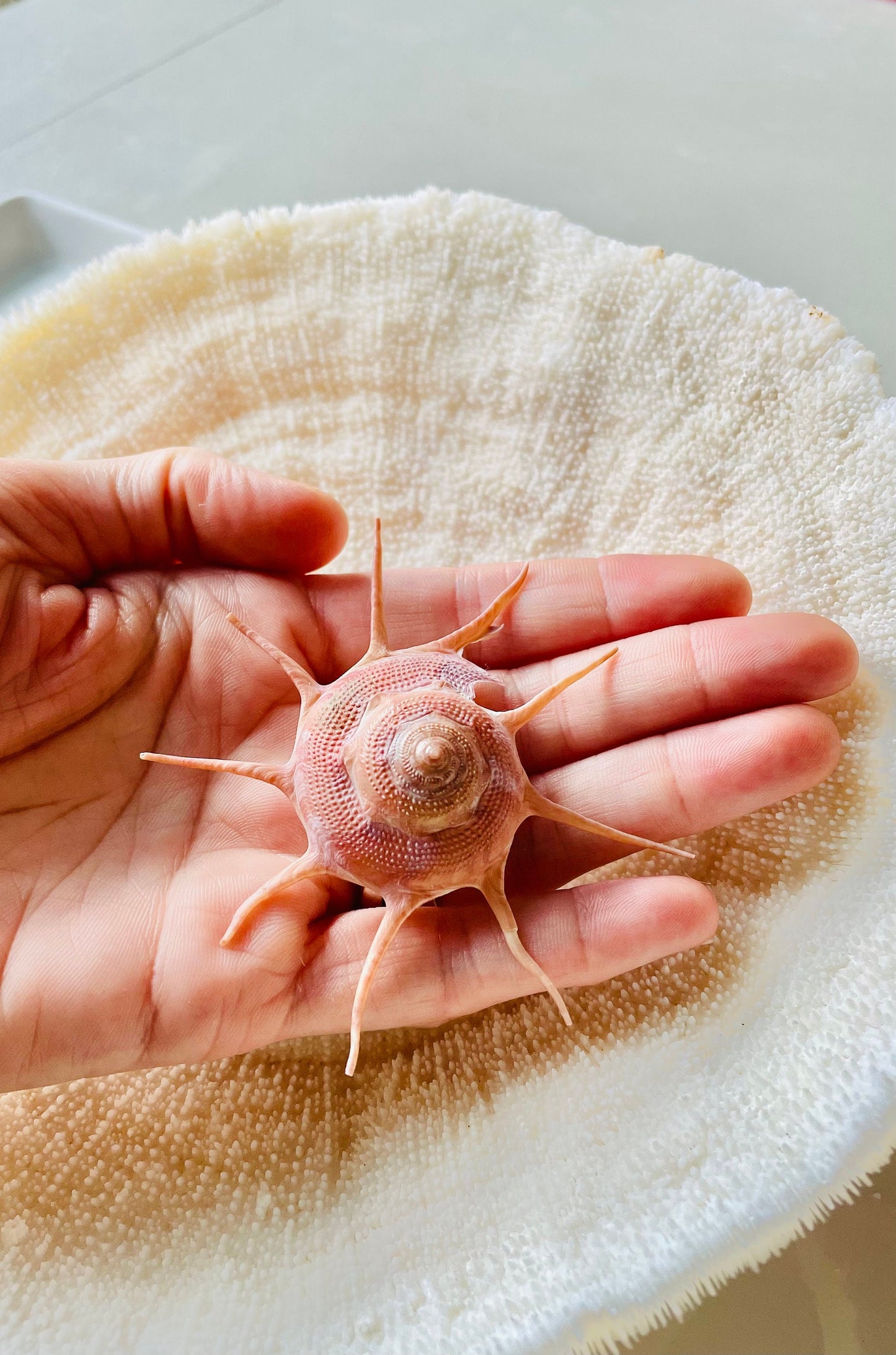 YOKA STAR TURBAN Shell *All Sizes* Natural Deep Red Guildfordia Display Seashell Beach House Décor