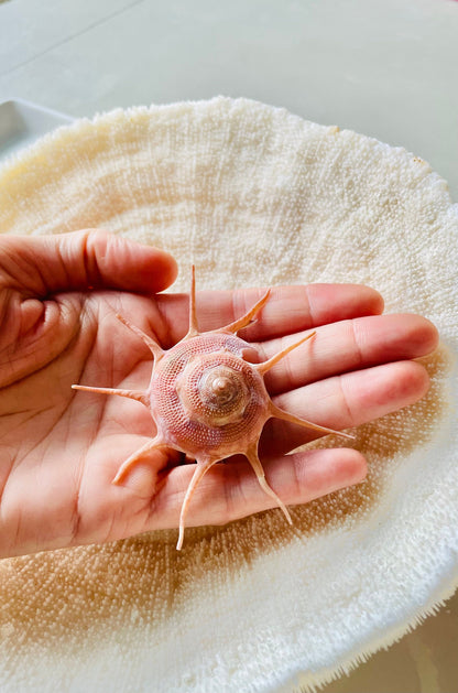 YOKA STAR TURBAN Shell *All Sizes* Natural Deep Red Guildfordia Display Seashell Beach House Décor
