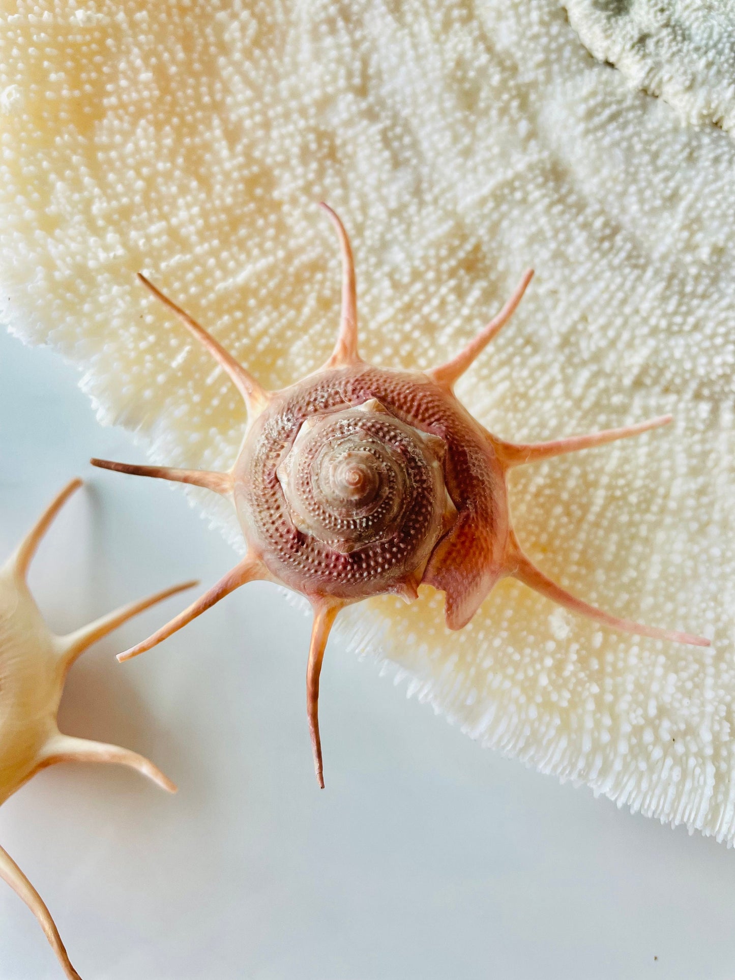 YOKA STAR TURBAN Shell: 2.5-3.5" Pink Red Display Seashell