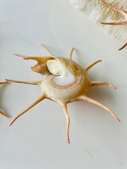 YOKA STAR TURBAN Shell *All Sizes* Natural Deep Red Guildfordia Display Seashell Beach House Décor