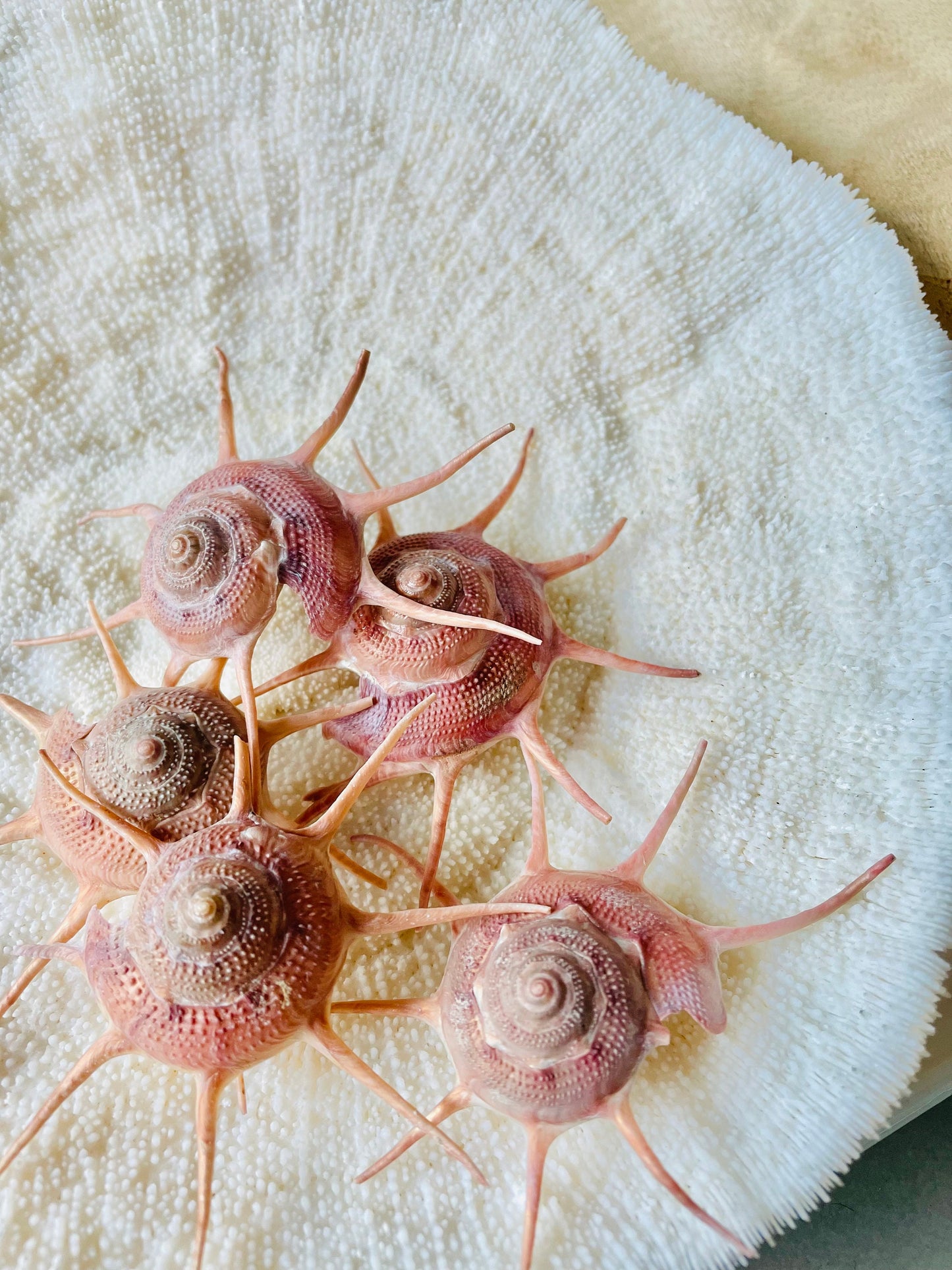 YOKA STAR TURBAN Shell *All Sizes* Natural Deep Red Guildfordia Display Seashell Beach House Décor