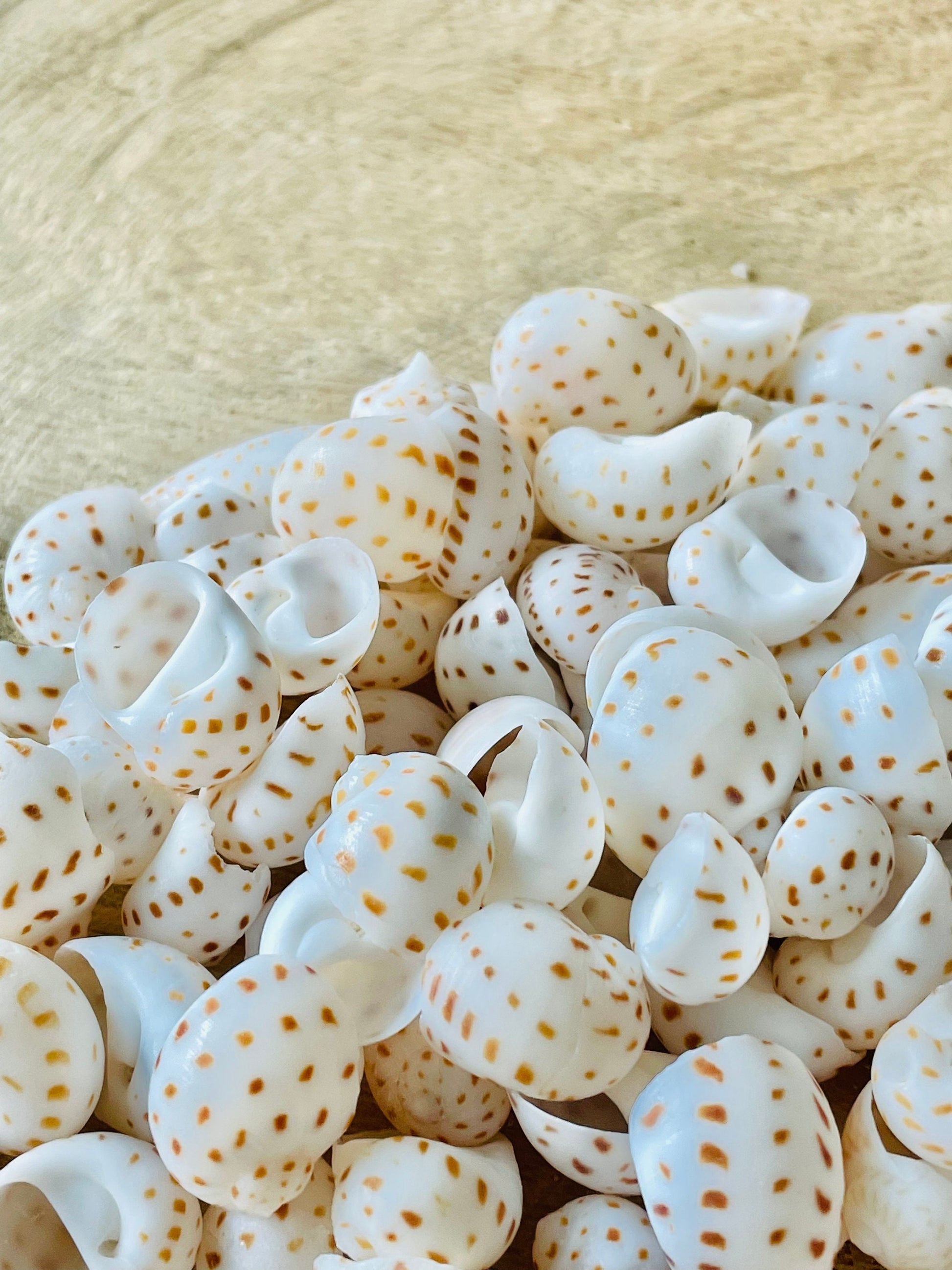 NATICA ONEIDA SHELLS *You Choose Quantity* 1/2"-7/8" Natural White Brown Speckled Spots Small Craft Snail Seashells Coastal Beach Home Décor