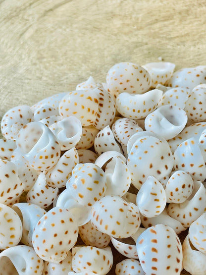 NATICA ONEIDA SHELLS *You Choose Quantity* 1/2"-7/8" Natural White Brown Speckled Spots Small Craft Snail Seashells Coastal Beach Home Décor