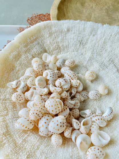 NATICA ONEIDA SHELLS *You Choose Quantity* 1/2"-7/8" Natural White Brown Speckled Spots Small Craft Snail Seashells Coastal Beach Home Décor