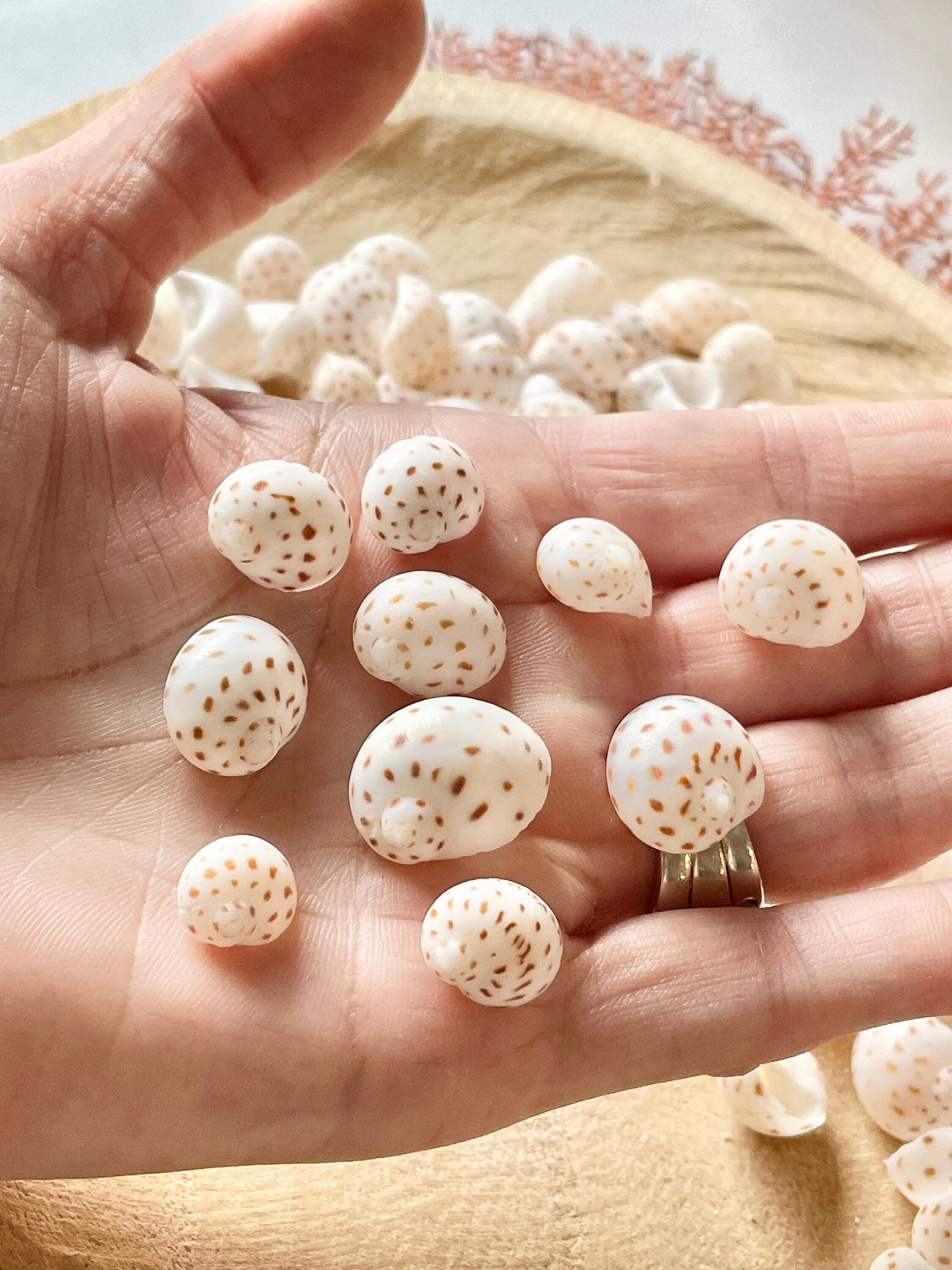 NATICA ONEIDA SHELLS *You Choose Quantity* 1/2"-7/8" Natural White Brown Speckled Spots Small Craft Snail Seashells Coastal Beach Home Décor