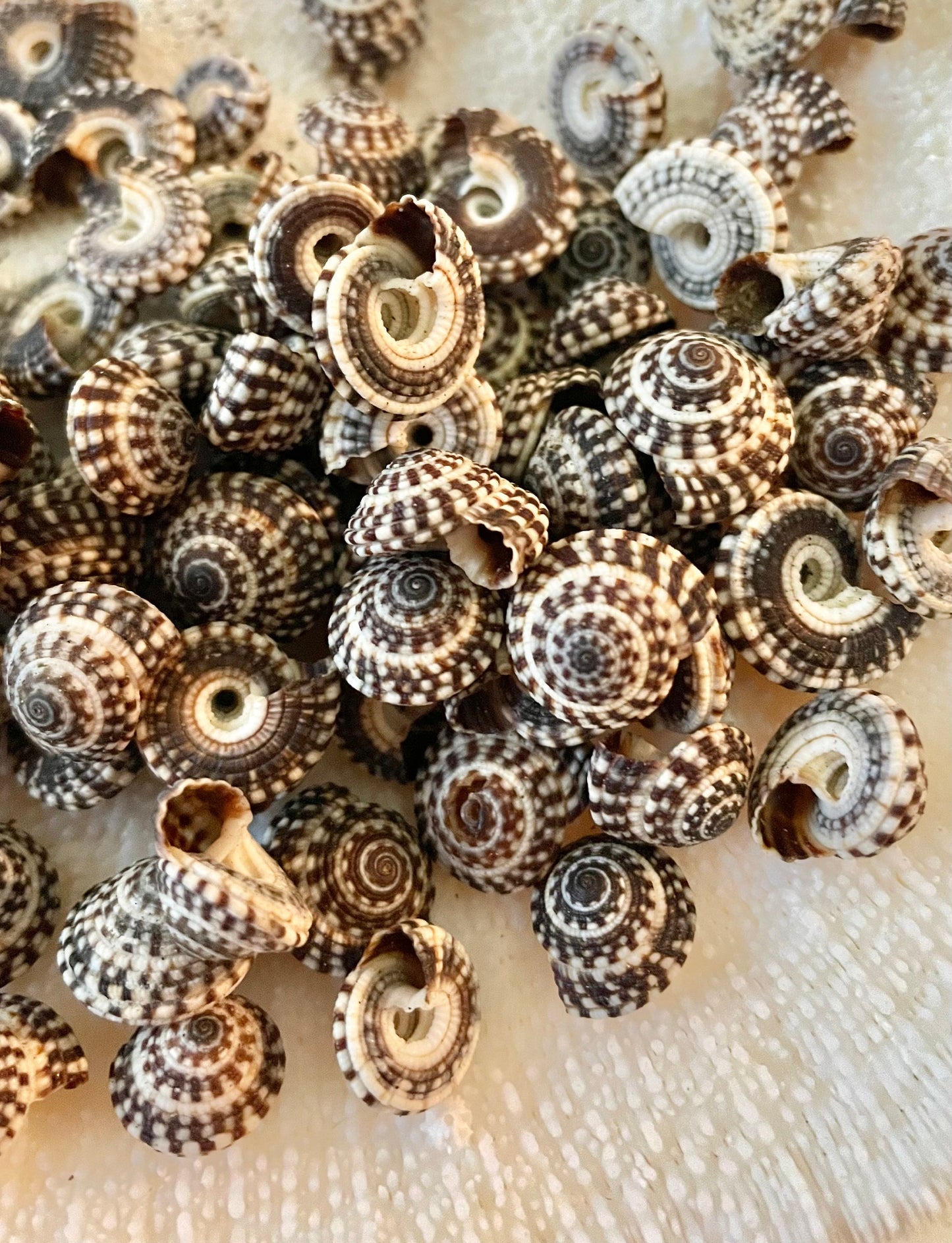 HELIACUS SNAIL SHELLS *You Choose Quantity* 1/2"-7/8" Natural Black White Textured Tiny Small Craft Seashells Coastal Beach Home Décor