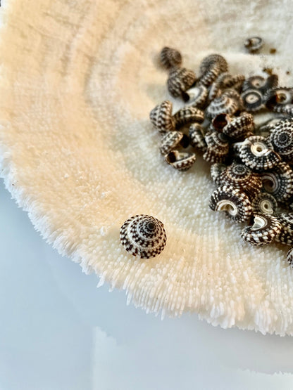 Heliacus Snail Shells 1/2"-7/8" YOU PICK QUANTITY Black White Tiny Small Craft Coastal Beach Home Décor Sea Shells Free Shipping