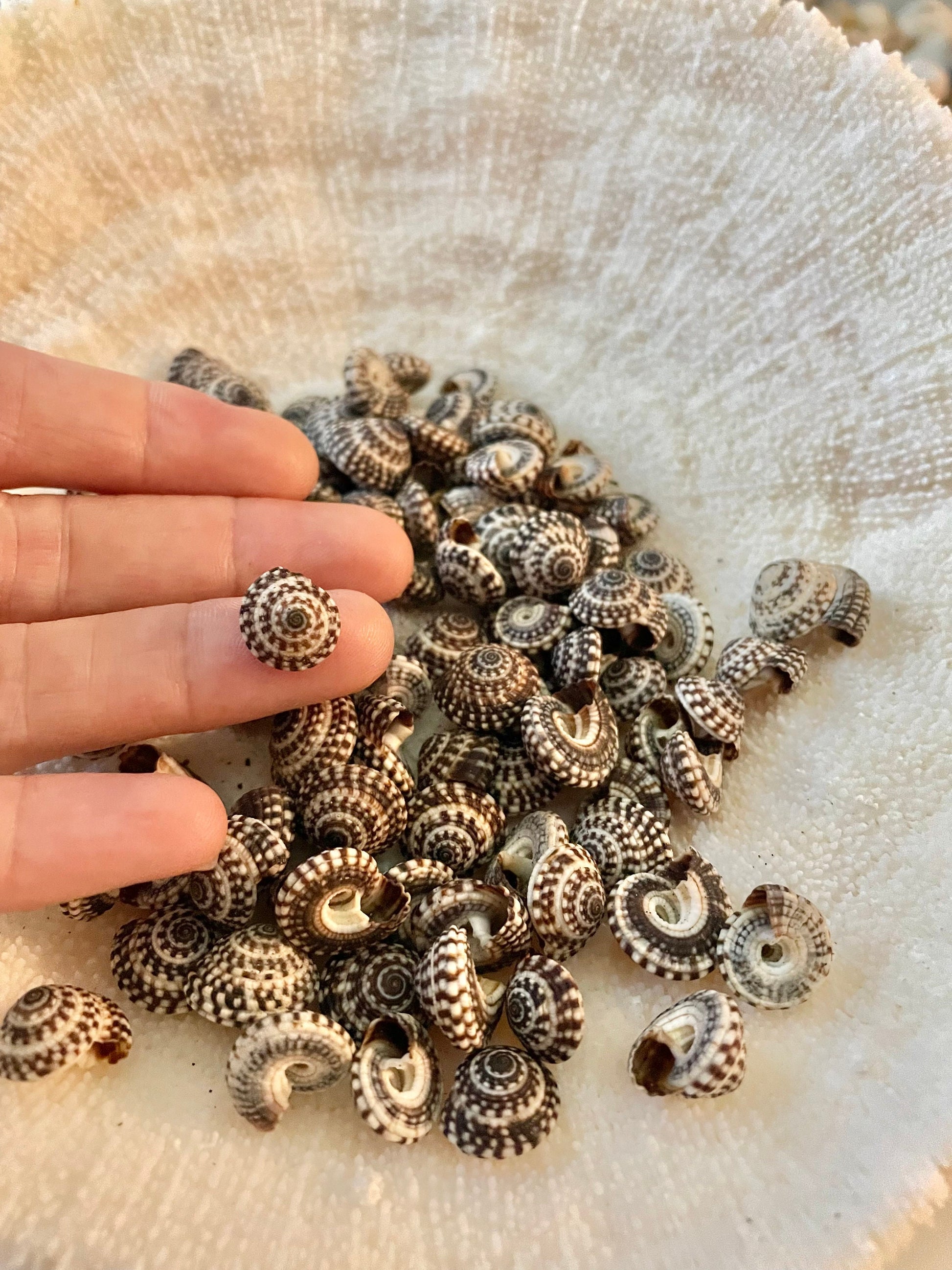 Heliacus Snail Shells 1/2"-7/8" YOU PICK QUANTITY Black White Tiny Small Craft Coastal Beach Home Décor Sea Shells Free Shipping