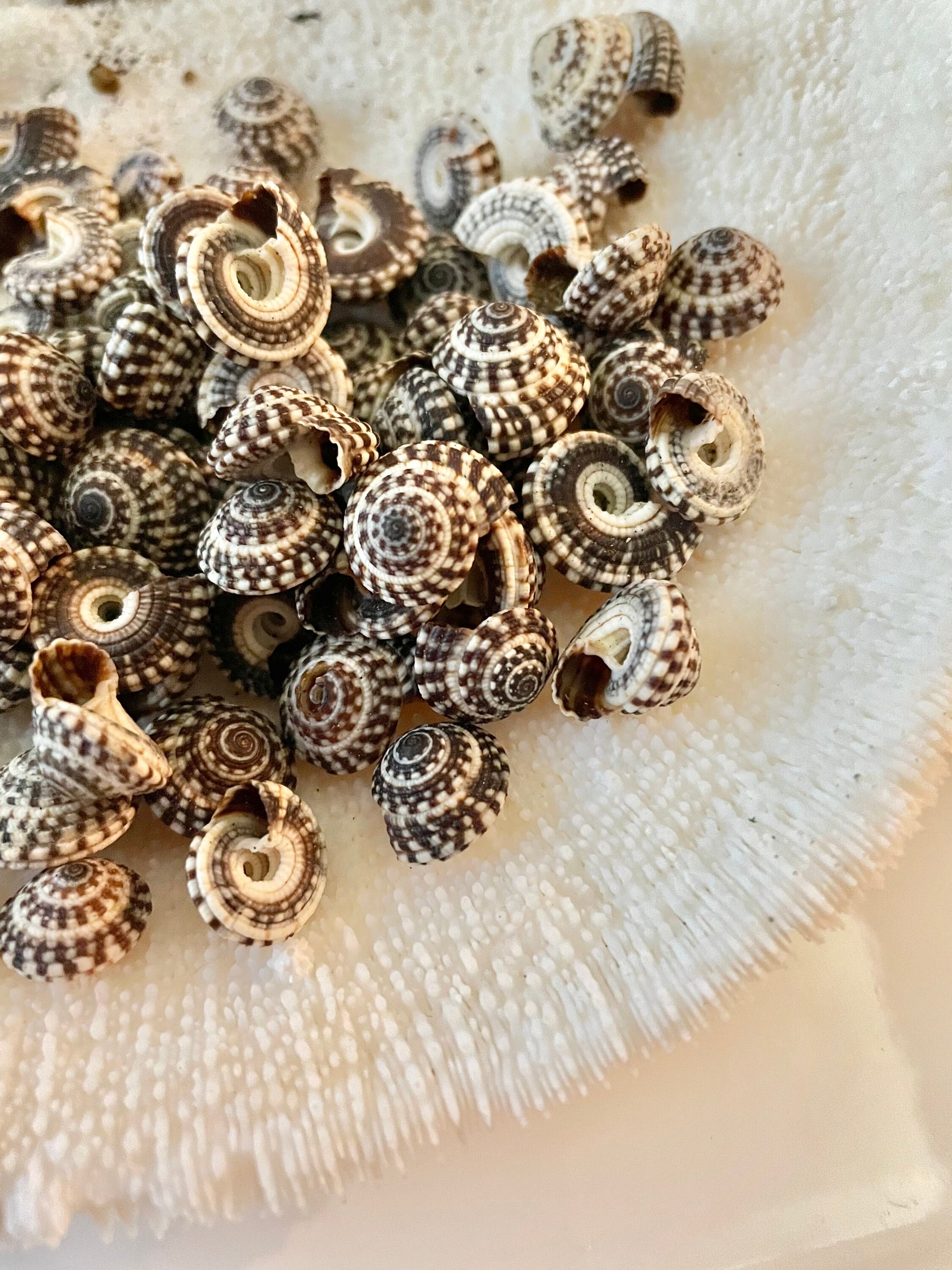 Heliacus Snail Shells 1/2"-7/8" YOU PICK QUANTITY Black White Tiny Small Craft Coastal Beach Home Décor Sea Shells Free Shipping