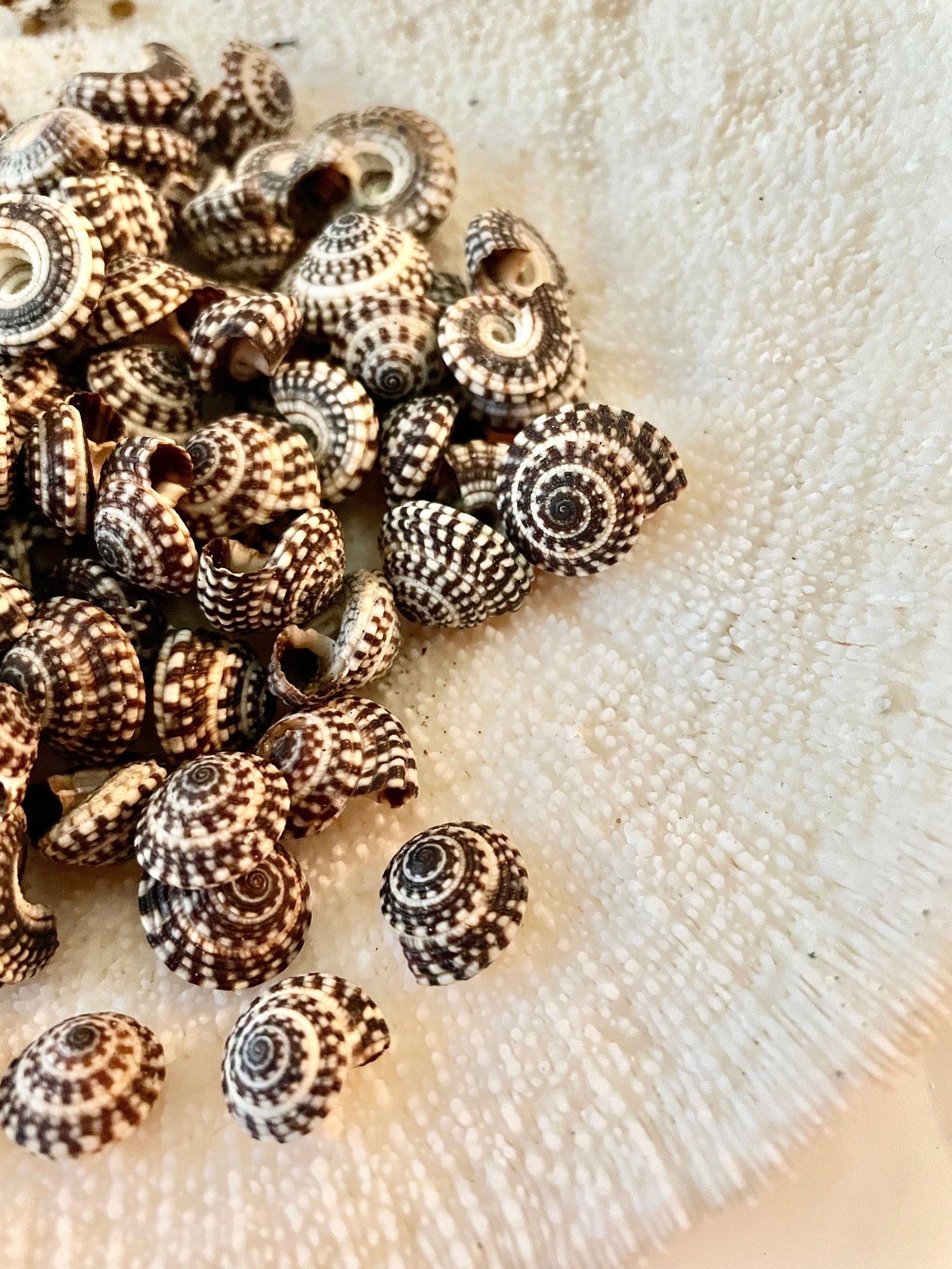 Heliacus Snail Shells 1/2"-7/8" YOU PICK QUANTITY Black White Tiny Small Craft Coastal Beach Home Décor Sea Shells Free Shipping