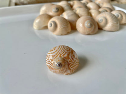 NAUTICA LINEATA Shells *You Choose Quantity* 1"-1.5" Moon Snail Small Craft Seashells Beige Blue Striped Coastal Beach Home Décor