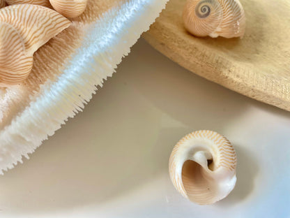 NAUTICA LINEATA Shells *You Choose Quantity* 1"-1.5" Moon Snail Small Craft Seashells Beige Blue Striped Coastal Beach Home Décor