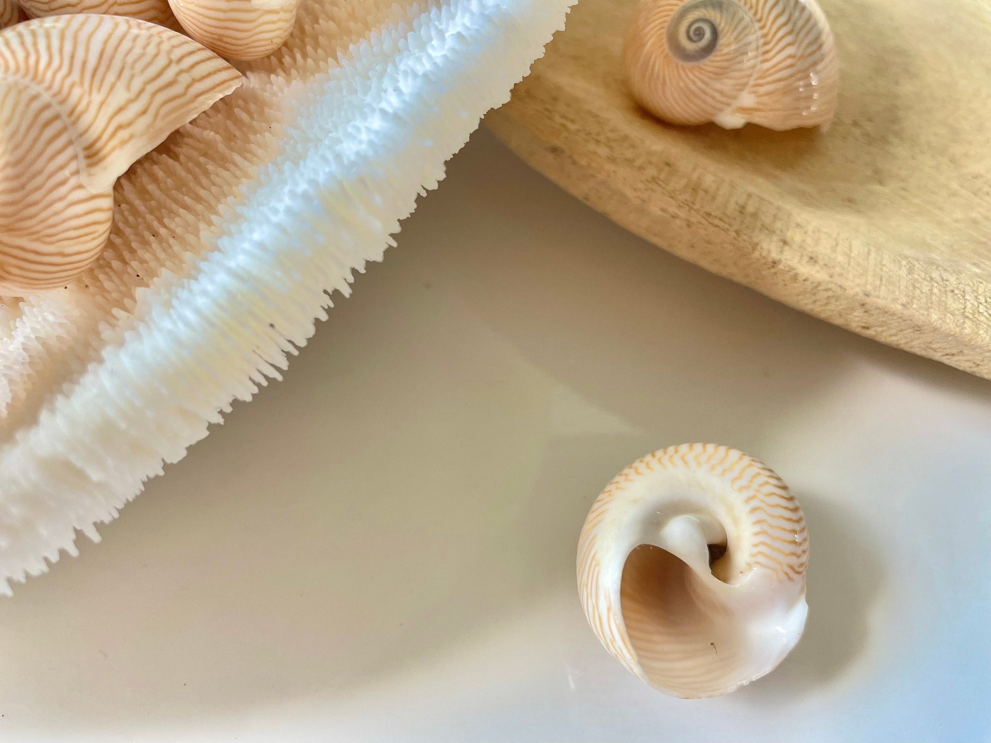 NAUTICA LINEATA Shells *You Choose Quantity* 1"-1.5" Moon Snail Small Craft Seashells Beige Blue Striped Coastal Beach Home Décor