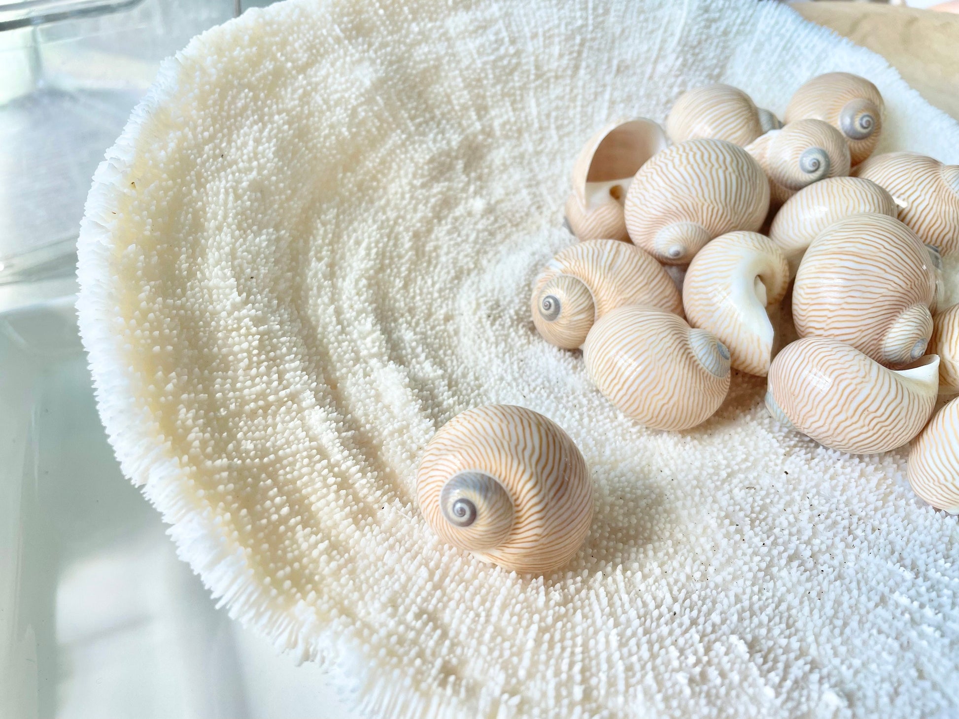 NAUTICA LINEATA Shells *You Choose Quantity* 1"-1.5" Moon Snail Small Craft Seashells Beige Blue Striped Coastal Beach Home Décor