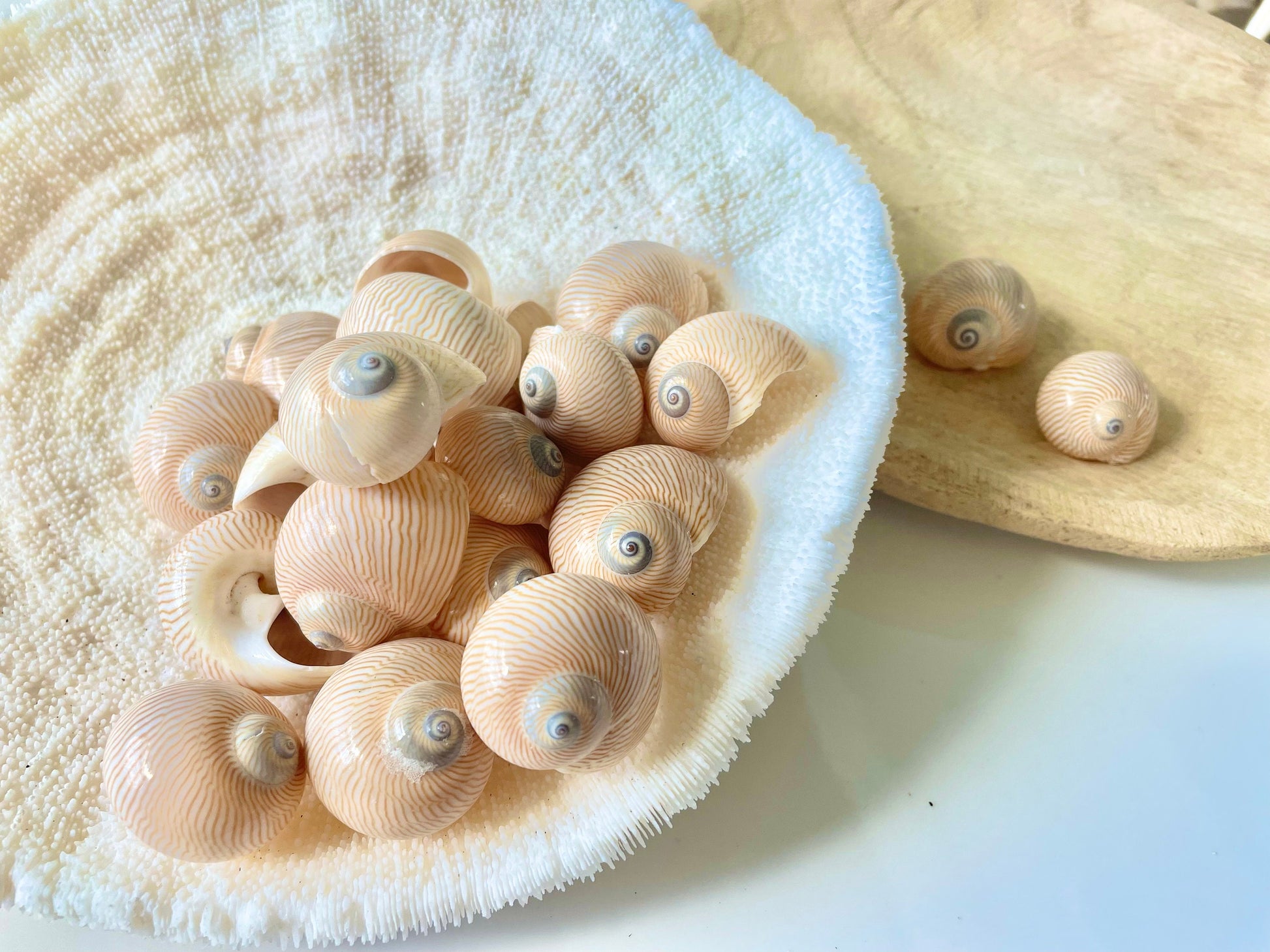 NAUTICA LINEATA Shells *You Choose Quantity* 1"-1.5" Moon Snail Small Craft Seashells Beige Blue Striped Coastal Beach Home Décor