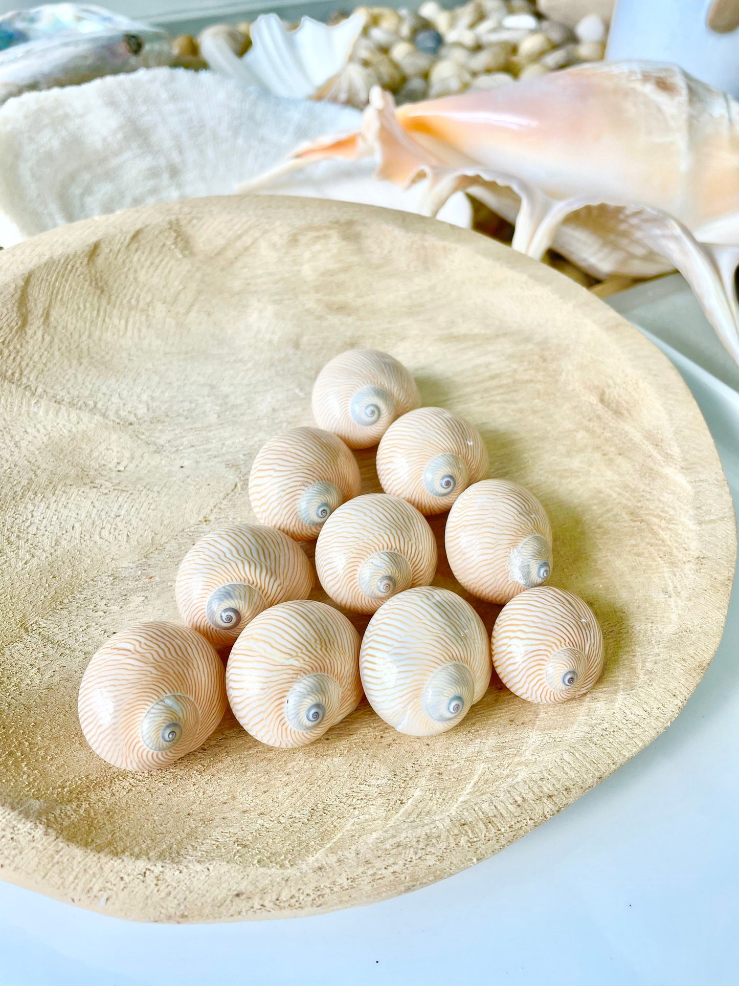 Moon Snail Shells: Nautica Lineata, Striped Coastal Decor (0.75-1.5")
