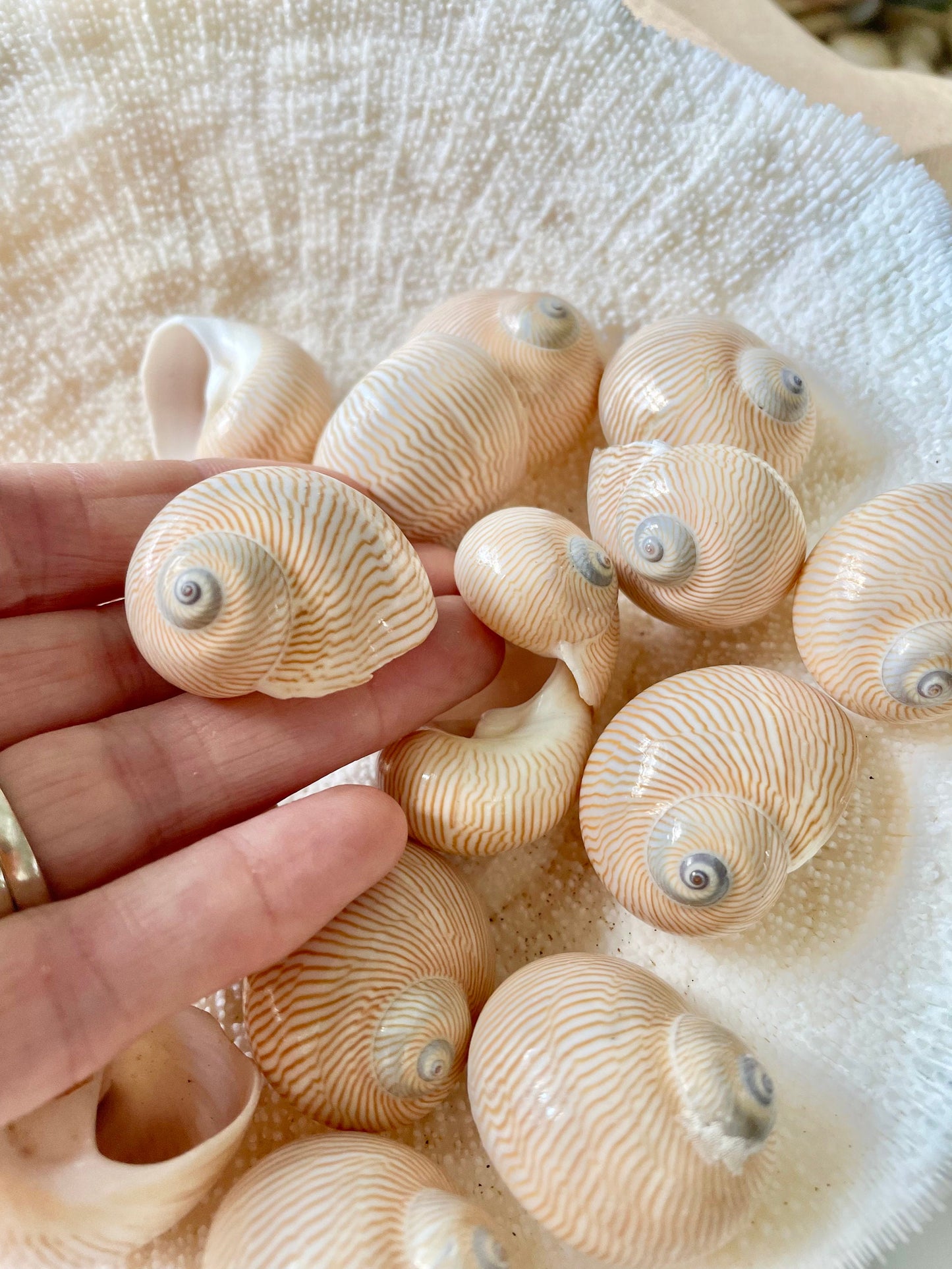 NAUTICA LINEATA Shells *You Choose Quantity* 1"-1.5" Moon Snail Small Craft Seashells Beige Blue Striped Coastal Beach Home Décor