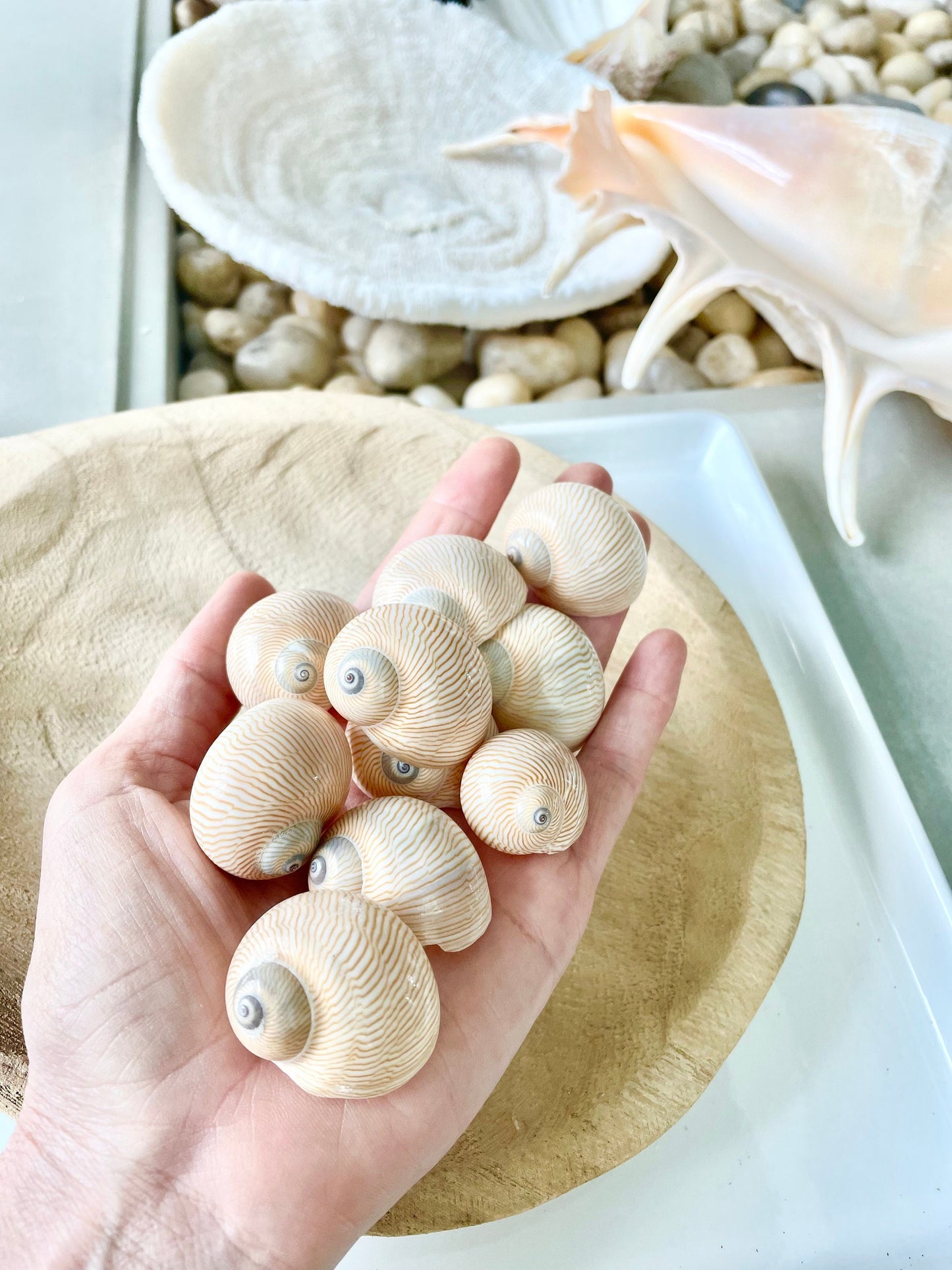 Moon Snail Shells: Nautica Lineata, Striped Coastal Decor (0.75-1.5")