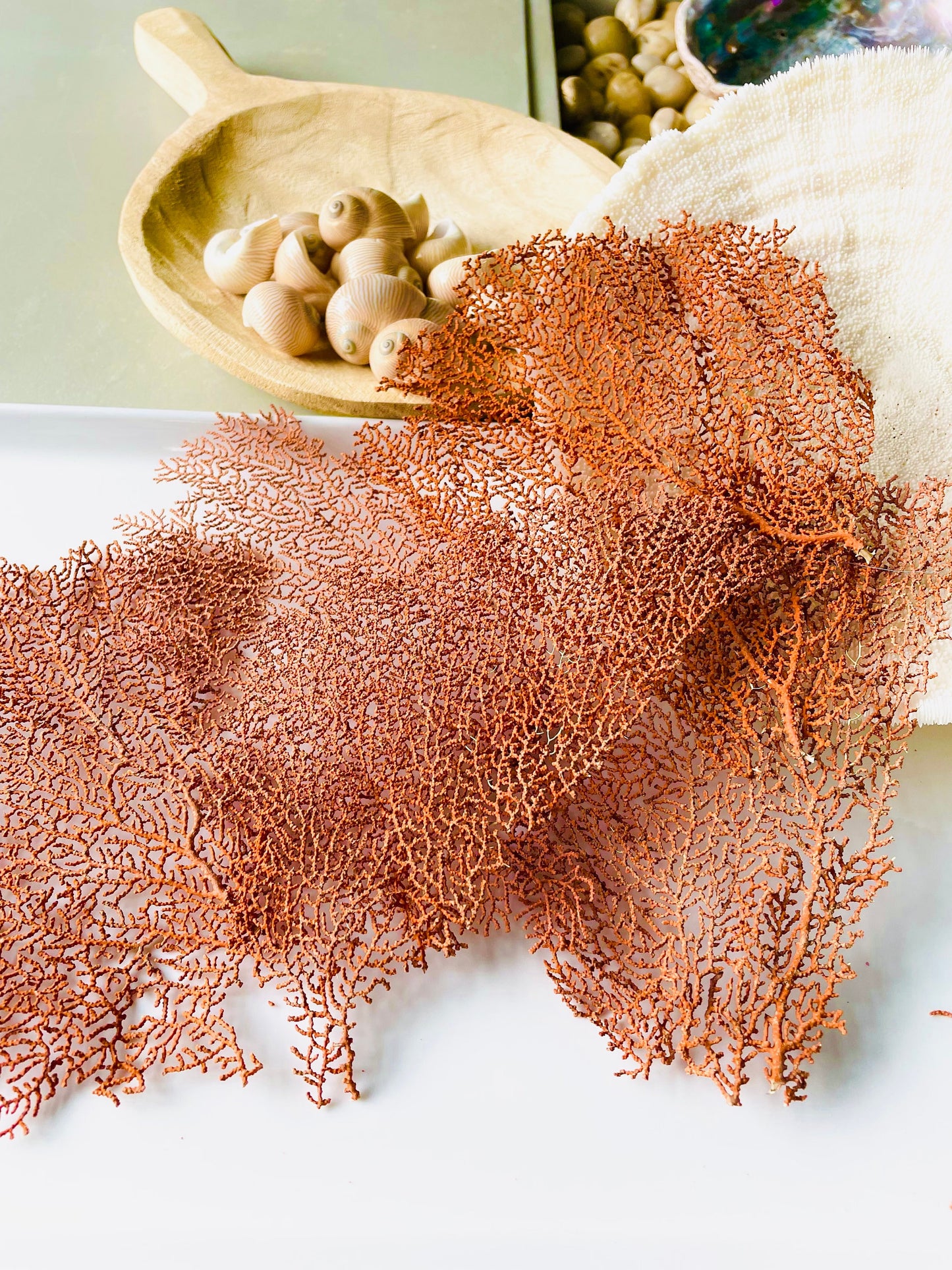 Real Natural Dried Sea Fan Pieces 4-6” Coral Colored Beach Coastal Décor Decorative Crafts FREE SHIPPING