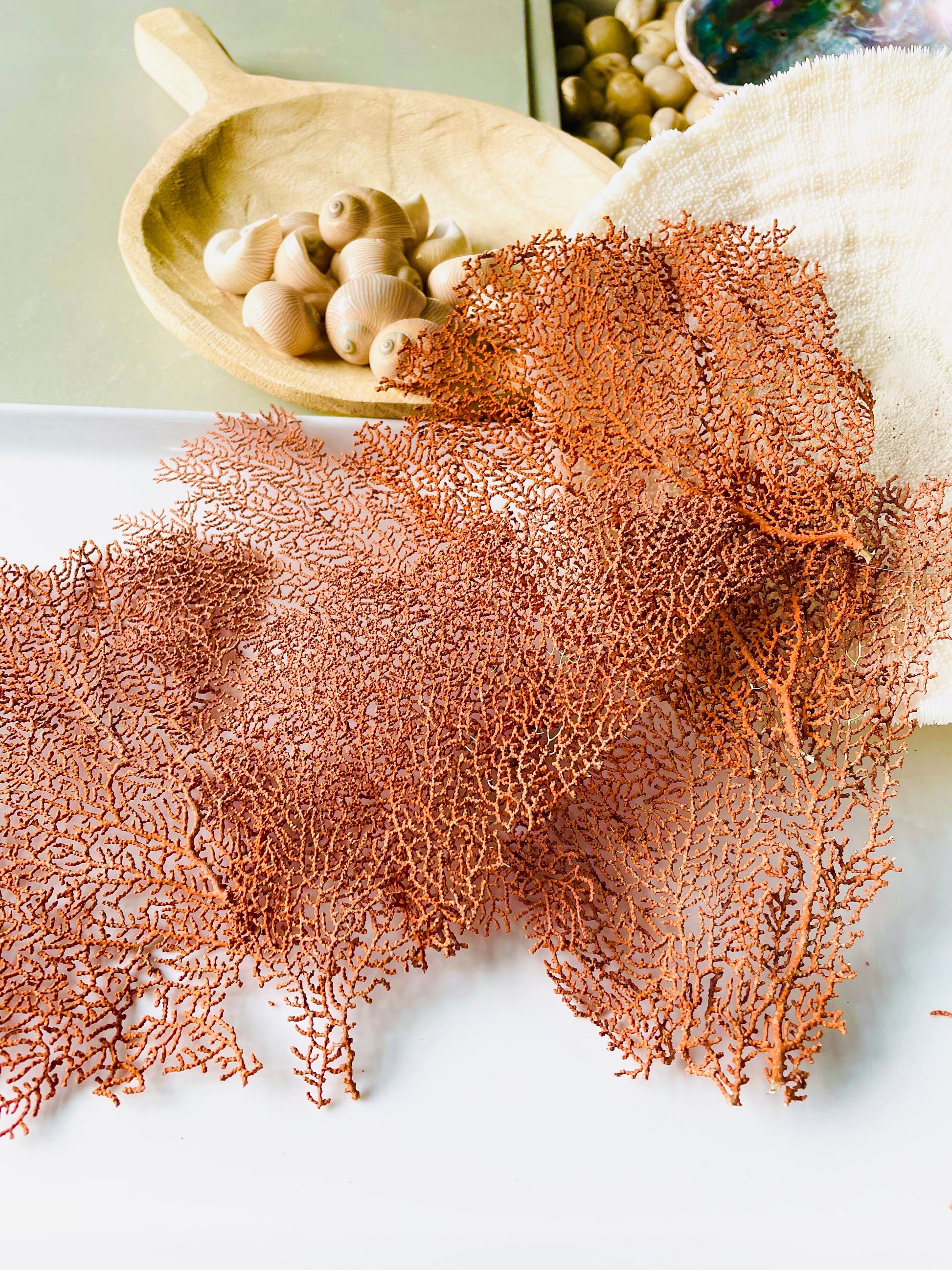 Real Natural Dried Sea Fan Pieces 4-6” Coral Colored Beach Coastal Décor Decorative Crafts FREE SHIPPING
