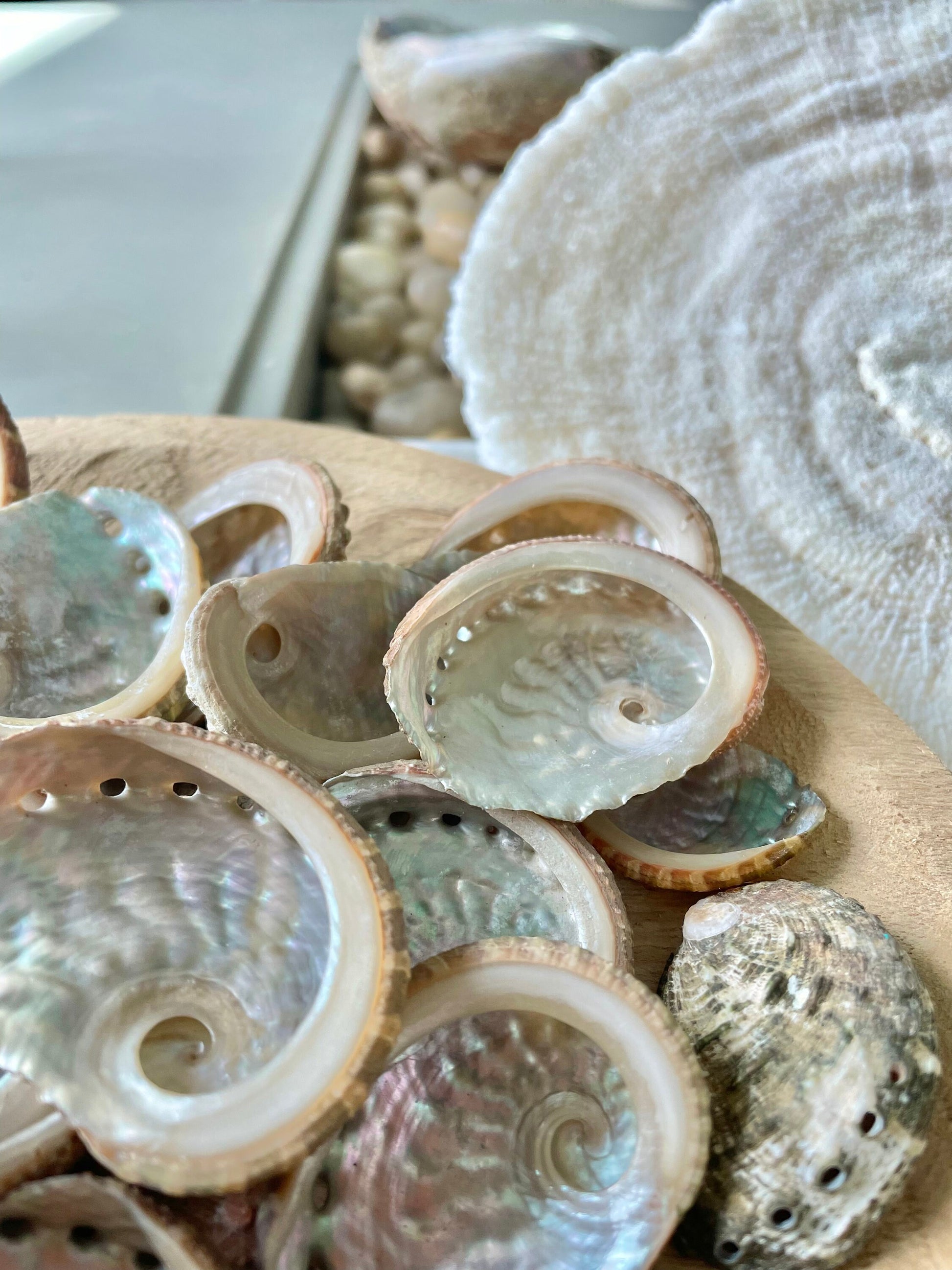 Red Abalone Shells 1-2.5" * You Choose Quantity* Small Craft Seashells, Coastal Home Décor