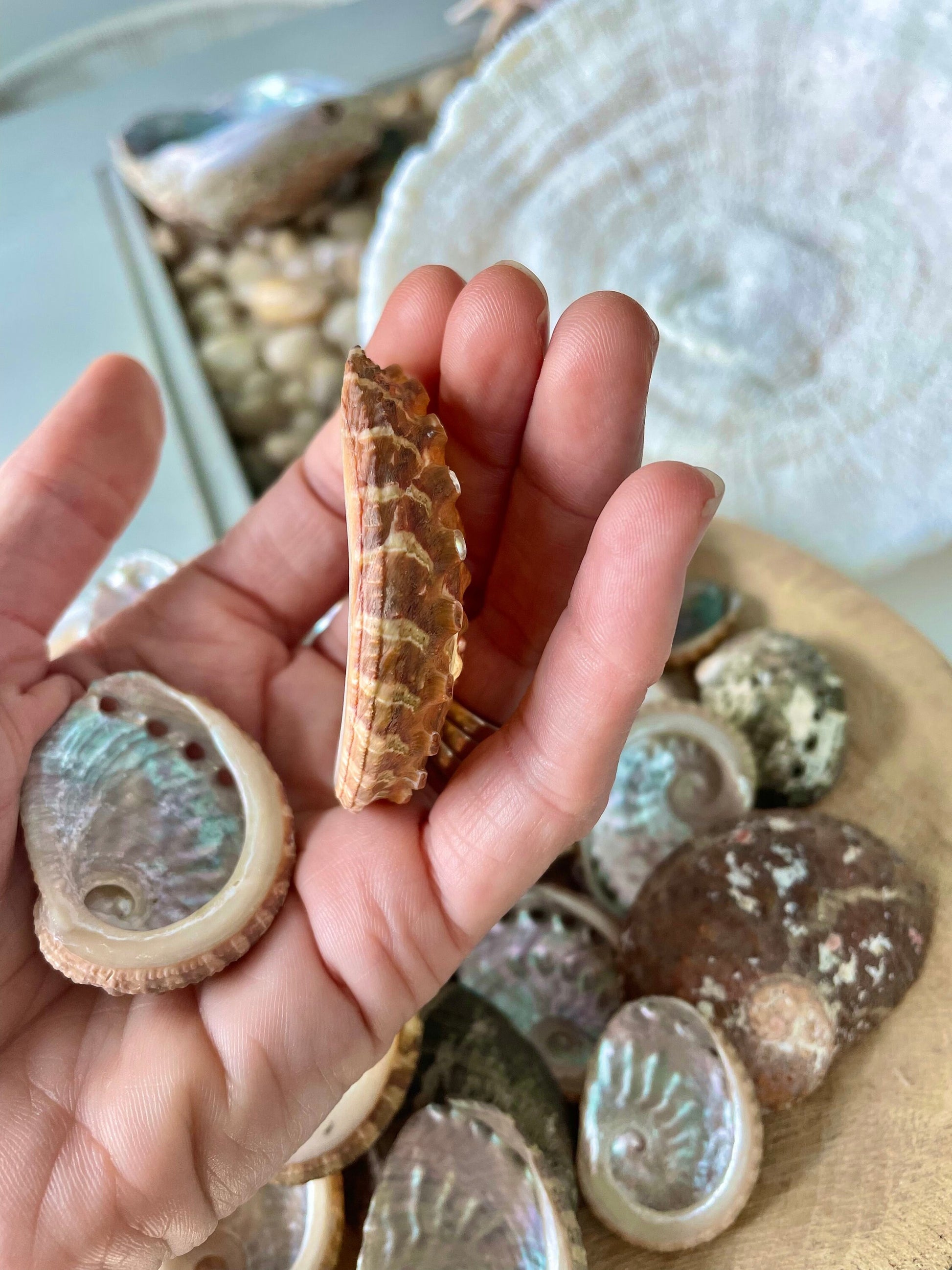 Red Abalone Shells 1-2.5" * You Choose Quantity* Small Craft Seashells, Coastal Home Décor