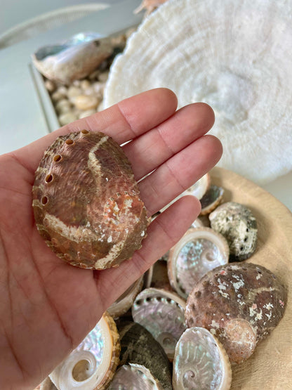 Red Abalone Shells 1-2.5" * You Choose Quantity* Small Craft Seashells, Coastal Home Décor