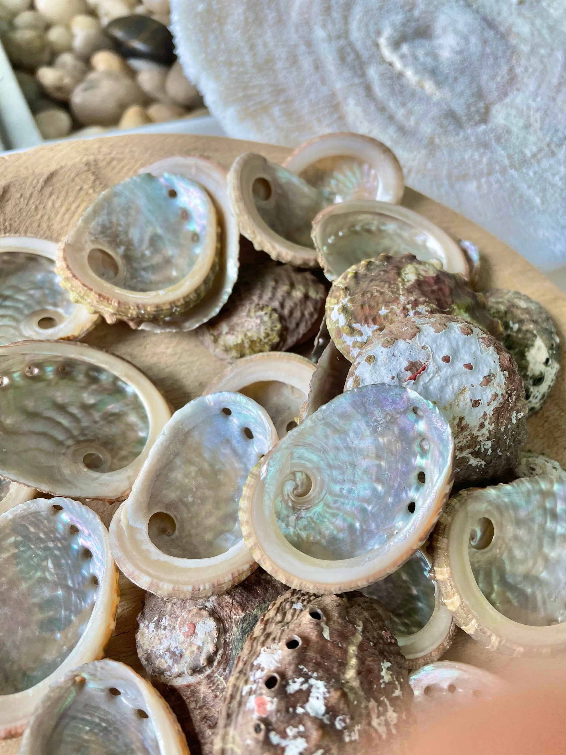 RED ABALONE CRAFT Shells *You Choose Quantity* 1-2.5" Natural Small Craft Seashells Beach Coastal Home Décor