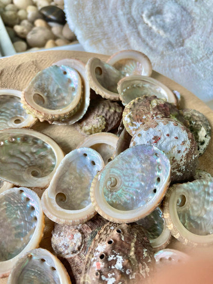 RED ABALONE CRAFT Shells *You Choose Quantity* 1-2.5" Natural Small Craft Seashells Beach Coastal Home Décor