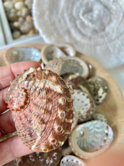 RED ABALONE CRAFT Shells *You Choose Quantity* 1-2.5" Natural Small Craft Seashells Beach Coastal Home Décor
