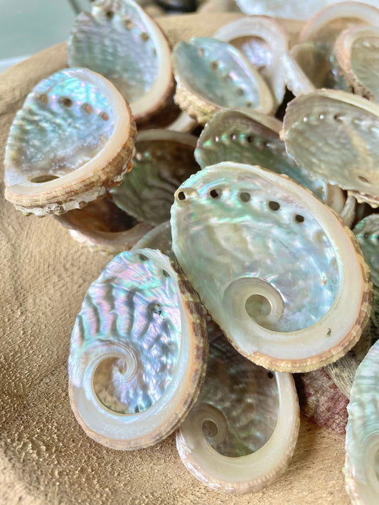 Red Abalone Shells 1-2.5" * You Choose Quantity* Small Craft Seashells, Coastal Home Décor