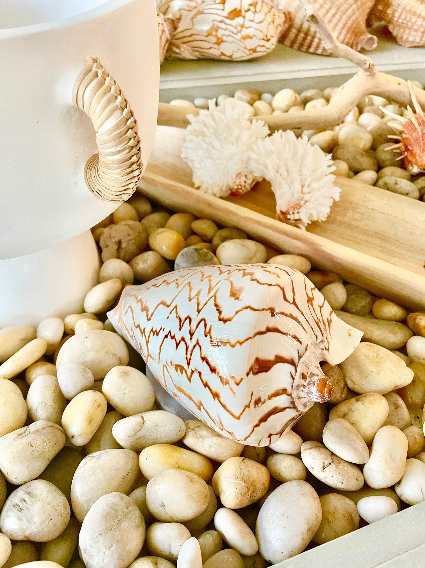 STRIPED NOBLE VOLUTE Shell *All Sizes* Natural Polished Beige Brown Shiny Seashell Coastal Beach House Décor