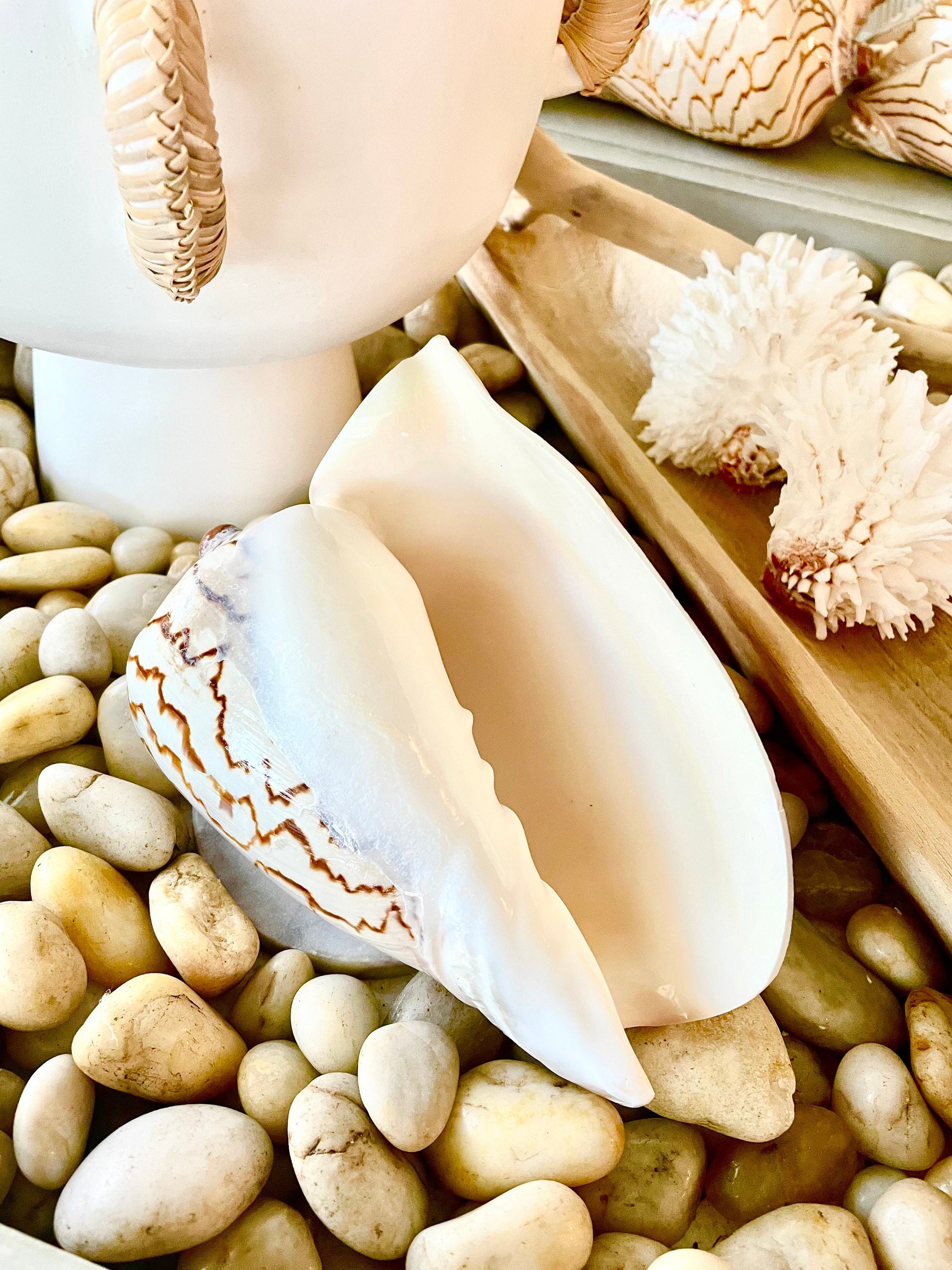 STRIPED NOBLE VOLUTE Shell *All Sizes* Natural Polished Beige Brown Shiny Seashell Coastal Beach House Décor