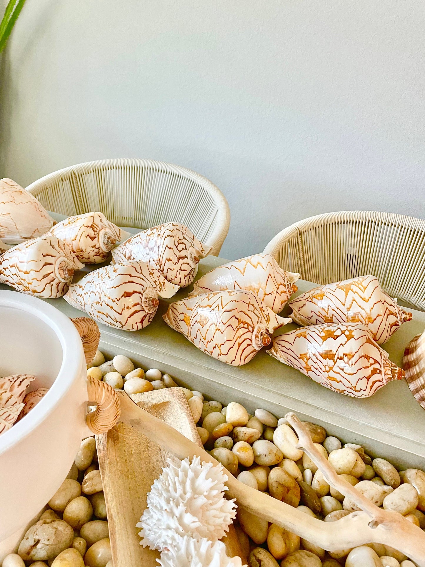 STRIPED NOBLE VOLUTE Shell *All Sizes* Natural Polished Beige Brown Shiny Seashell Coastal Beach House Décor